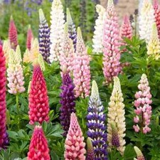 Russell Lupine Seeds |