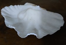 Conchiglia Tridacna Grande Valva Da 24,3x17x7,5cm. in ottime condizioni.