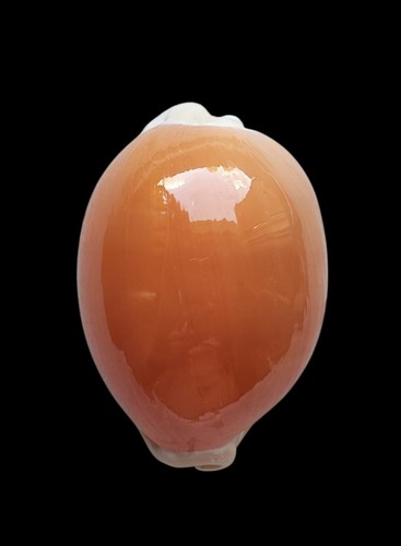 Shell conchiglia cypraea - conchiglia,