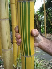 Rizoma bambù gigante