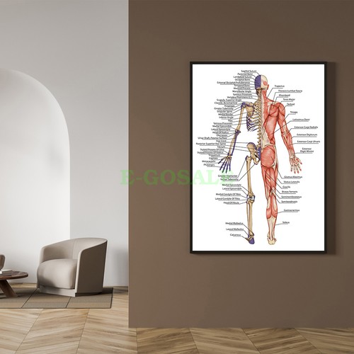 Diagramma corpo umano