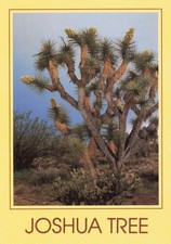 Cartolina Albero di Giosuè