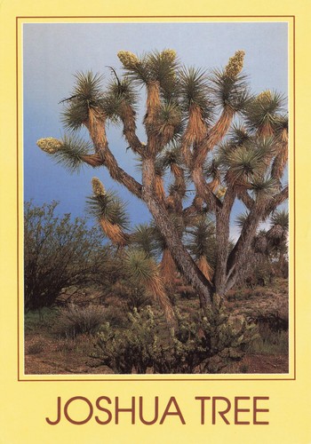 Postcard joshua tree - tree, (yucca