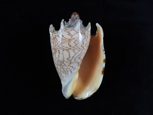 Sea shell voluta imperialis - shell,