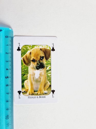 Stanley boxer cane dog - stanley, card