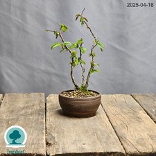 Bonsai Carpinus Betulus Prebonsai di Carpino in Vaso Artigianale Outdoor 20cm
