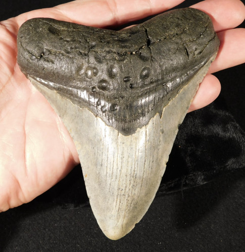 Gigante museo megalodon - gigante!,