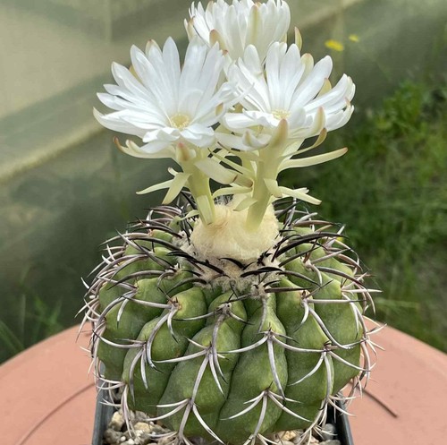 Discocactus crystallophilus - , hu