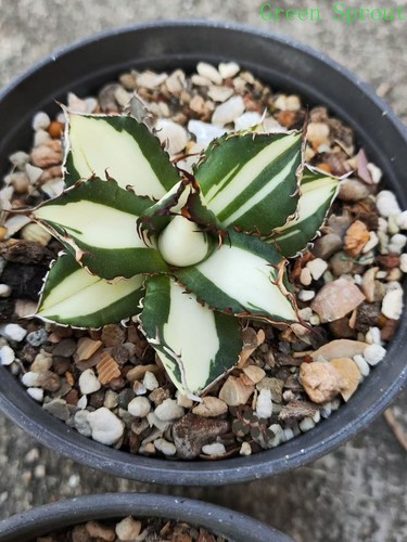 Raro cactus agave titanota
