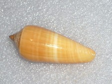 CONUS OCHROLEUCUS FANTASTIC