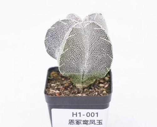 Vaso cm succulentlive - 6,5,