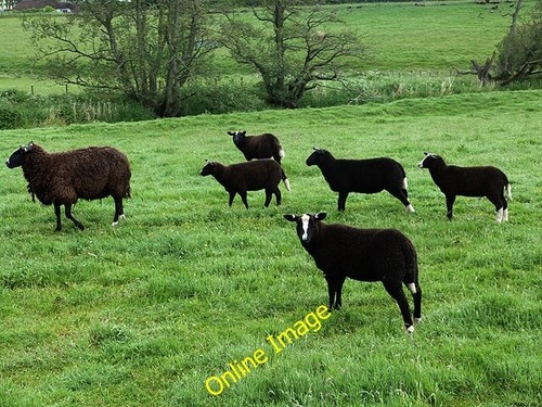 Photo 6x4 zwartbles - photo, at