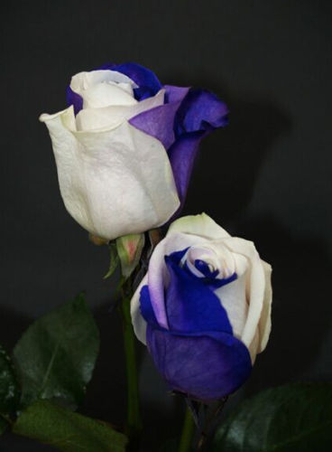 Semi rosa blu white - 70,