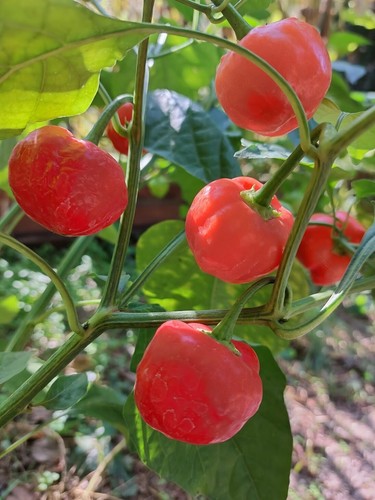 Peperoncino juanita dal - juanita,