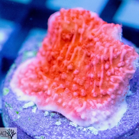 Aci coltivato rosso - rosso, montipora