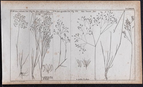 1834 piante erbe aira - -,