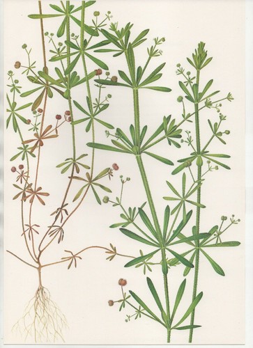 Stampa botanica vintage - stampa, vintage,