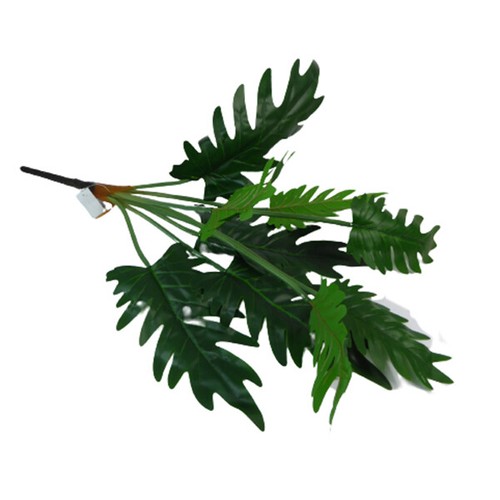 Pianta filodendro 66 - filodendro, cm