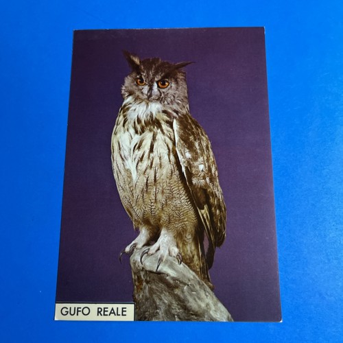 Gufo reale bubo - reale,