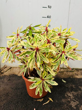 Euphorbia milii variegata