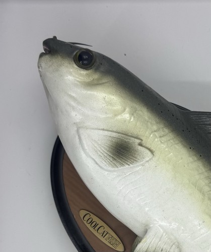 Gemmy cool catfish - parla, e