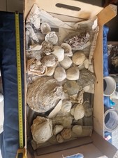 Lotto Bivalve E Gasteropodi