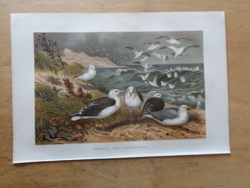 Orig cromolitografia - orig.(1892),