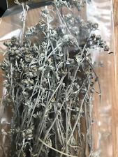 genepy raccolta 2025