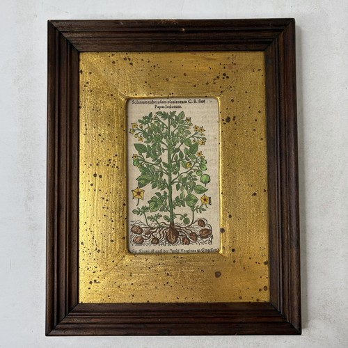 Stampa mattioli pianta - stampa,