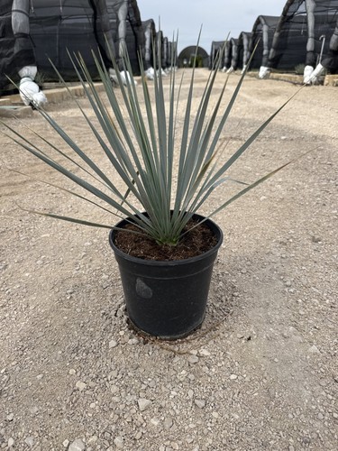 Yucca rostrata vaso cm - rostrata, 21