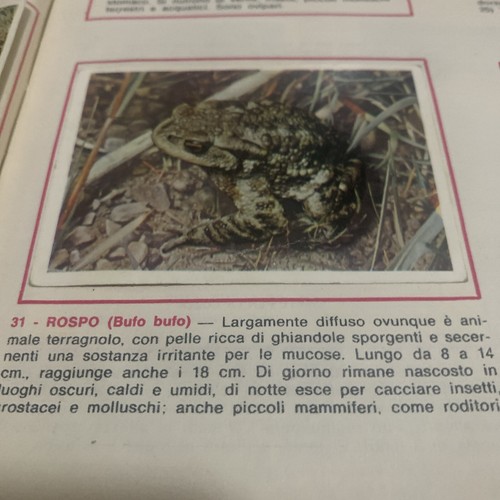 Figurina animali ed - figurina, n.