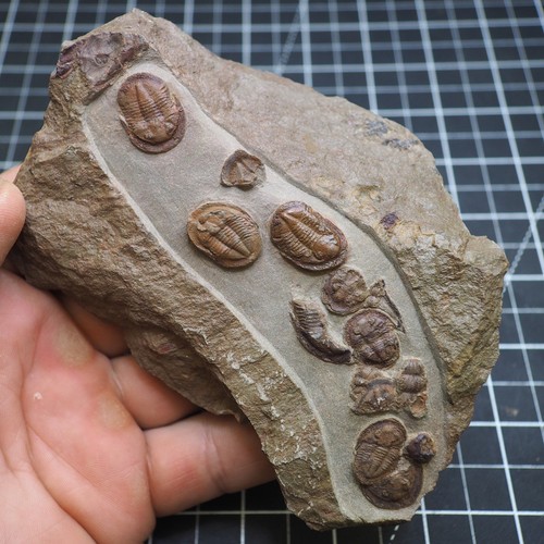 Trilobite asaphellus - trilobite,