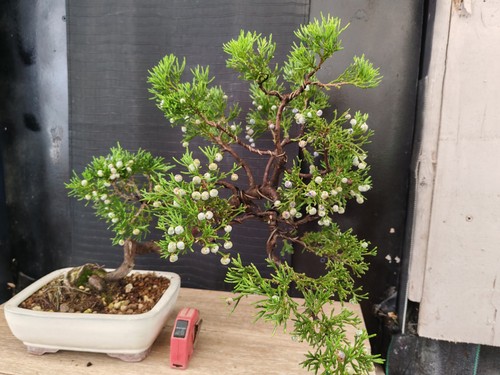 Bonsai ginepro della sabina - della,