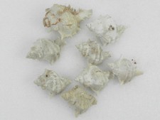 Lotto 8 Conchiglia Bolinus Murice SHELL Diverse Dimensioni