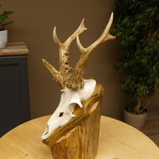 Corna di Cervo Grandi Cervi