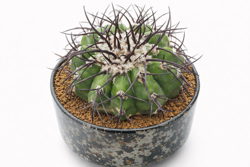 Discocactus 640 seeds - sp.,