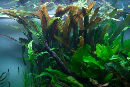 Pianta per acquario - pianta,