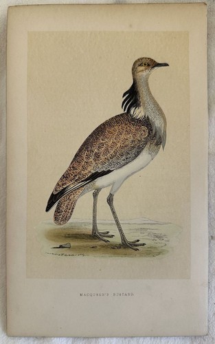 Macqueen bustard ubara - macqueen's,