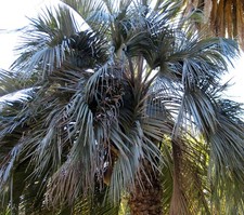 Butia capitata SEEDS -  - SEMI | Palma Pindo | Palma della Gelatina