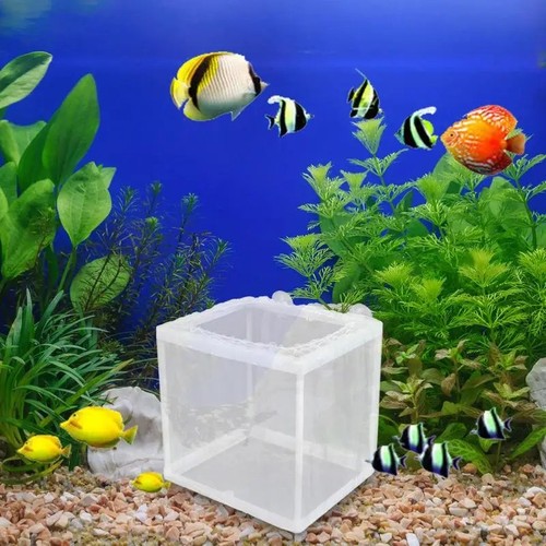 Acquario pesci serbatoio - pesci,