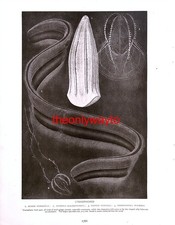 Stenophores (Solitary And