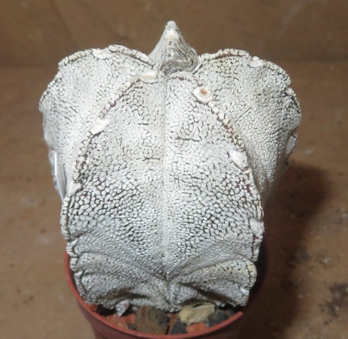 Astrophytum myriostigma - , cv