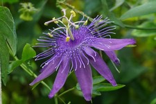 10 Semi di Passiflora