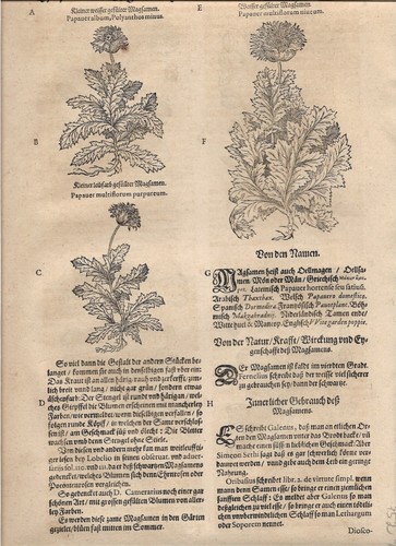 Tabernaemontanus erbario - j.,