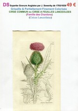 XVIII/XIX - CHARDON CIRSE