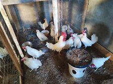 30 Uova Fecondate Di Galline Livornese Bianca Fertili Gallate Da Cova Incubare