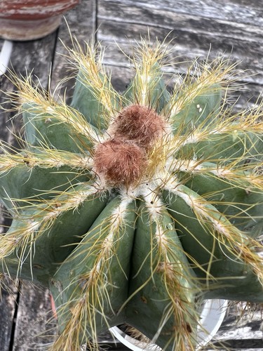 Notocactus magnificus radice