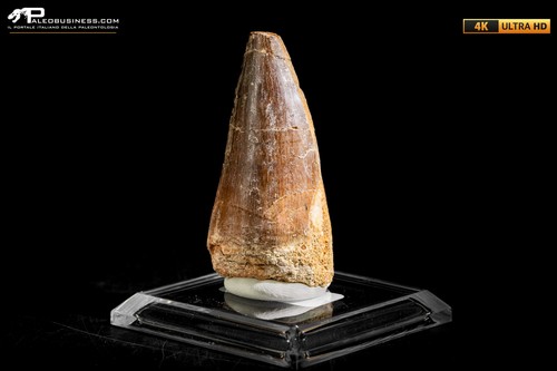 Dente fossile mosasaurus - di,