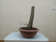 BONSAI XL CARPINO