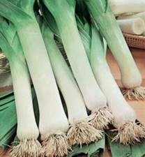 1000 SEMI DI PORRO DI